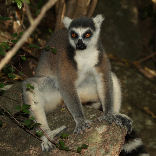 En lemur hviler på en sten