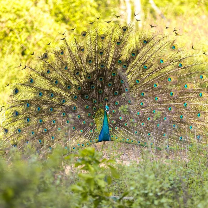 I:\AXUMIMAGES\Asien\Sri Lanka\Det centrale Sri Lanka\Udawalawe påfugl