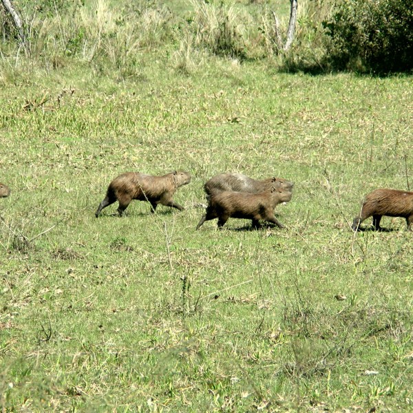 Pantanal nord capivara