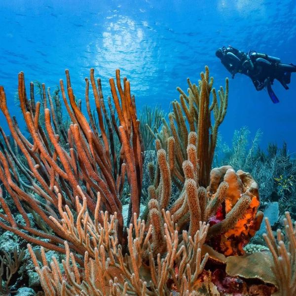 Bonaire - Belnem House