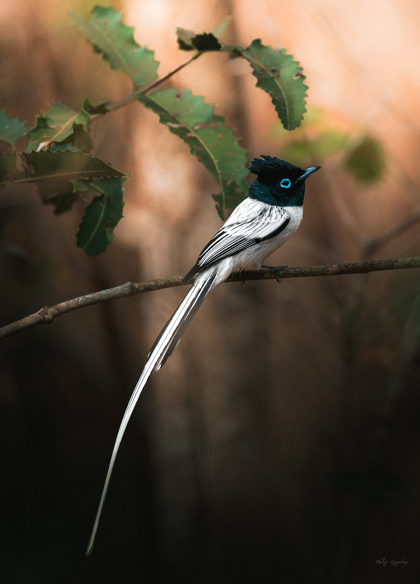 Madagaskar har et helt unikt dyreliv