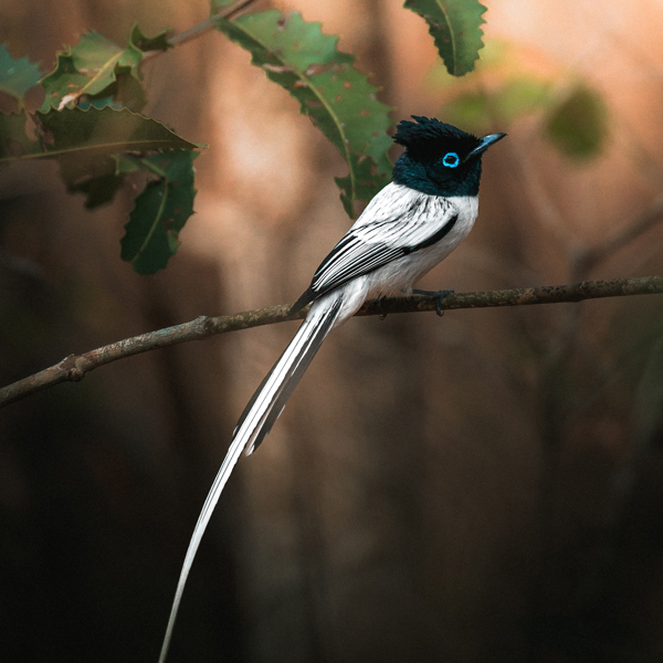 Madagaskar har et helt unikt dyreliv