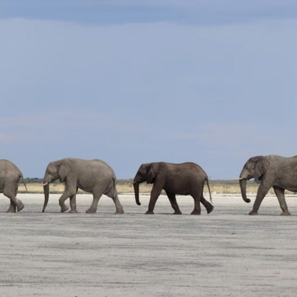 4 elefanter på stribe