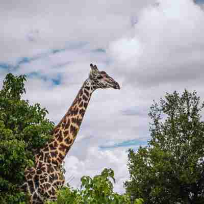 I:\AXUMIMAGES\Afrika\Botswana\Chobe\Giraf i Chobe National Park, Botswana