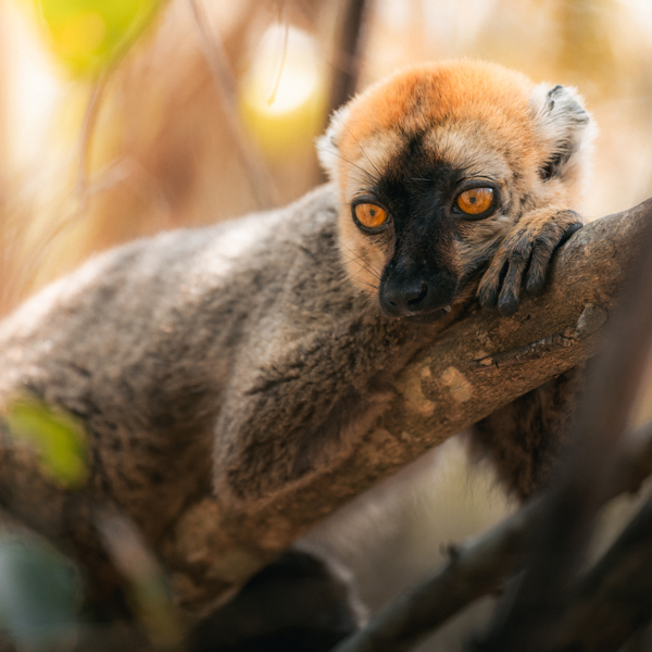 En lemur i Madagaskar