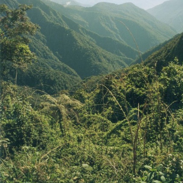 yungas