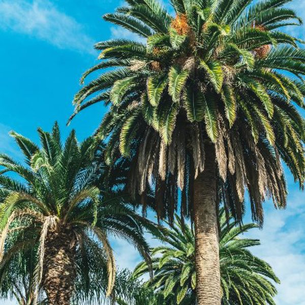 Rejser til Los Angeles