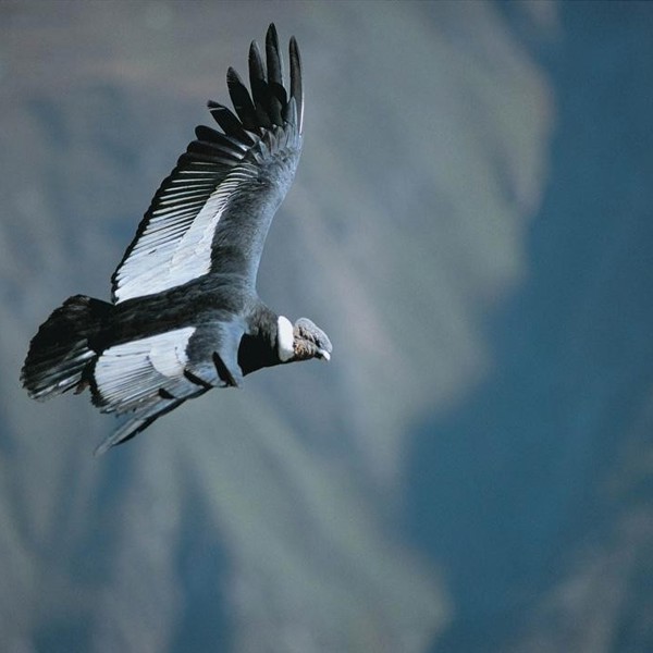 Kondor i Colca Canyon