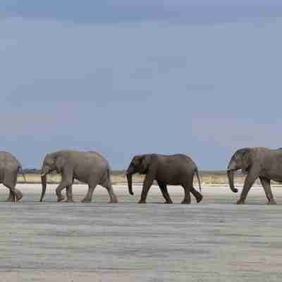 I:\AXUMIMAGES\Afrika\Botswana\Nxai Pan\4 elefanter på stribe