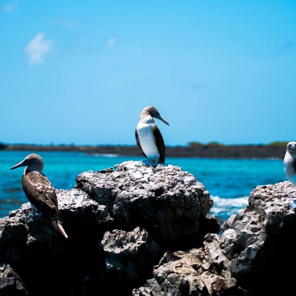 Galapagos - Isla Isabela - Three blue footed boobies