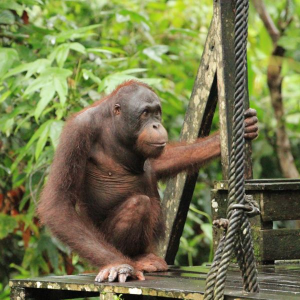 Sepilok - Borneo