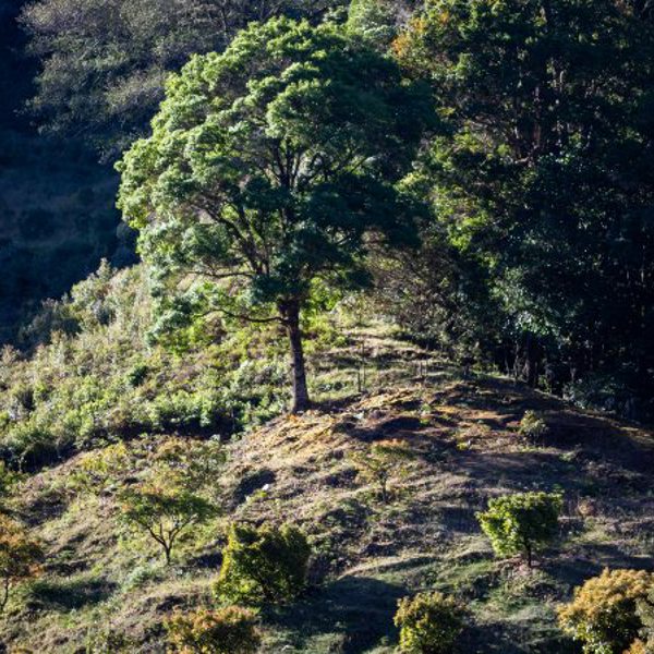 Rejser til San Gerardo de Dota