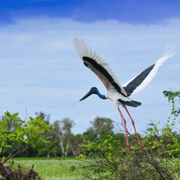 Stork i Kakadu Nationalpark