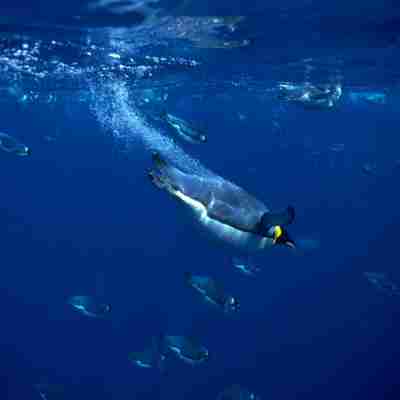 pingvin under vand