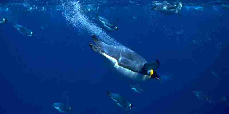 pingvin under vand