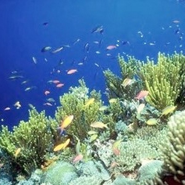 isla gorgona dykning