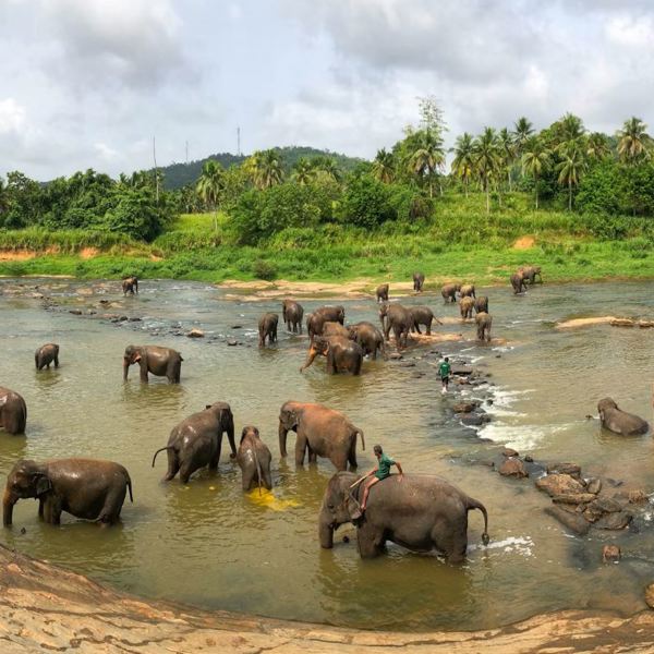 Pinnawala Elephant Orphanage