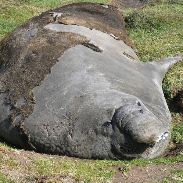 Elefantsæler der ligger og soler sig på Antarktis
