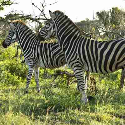 Zebraer, Sydafrika
