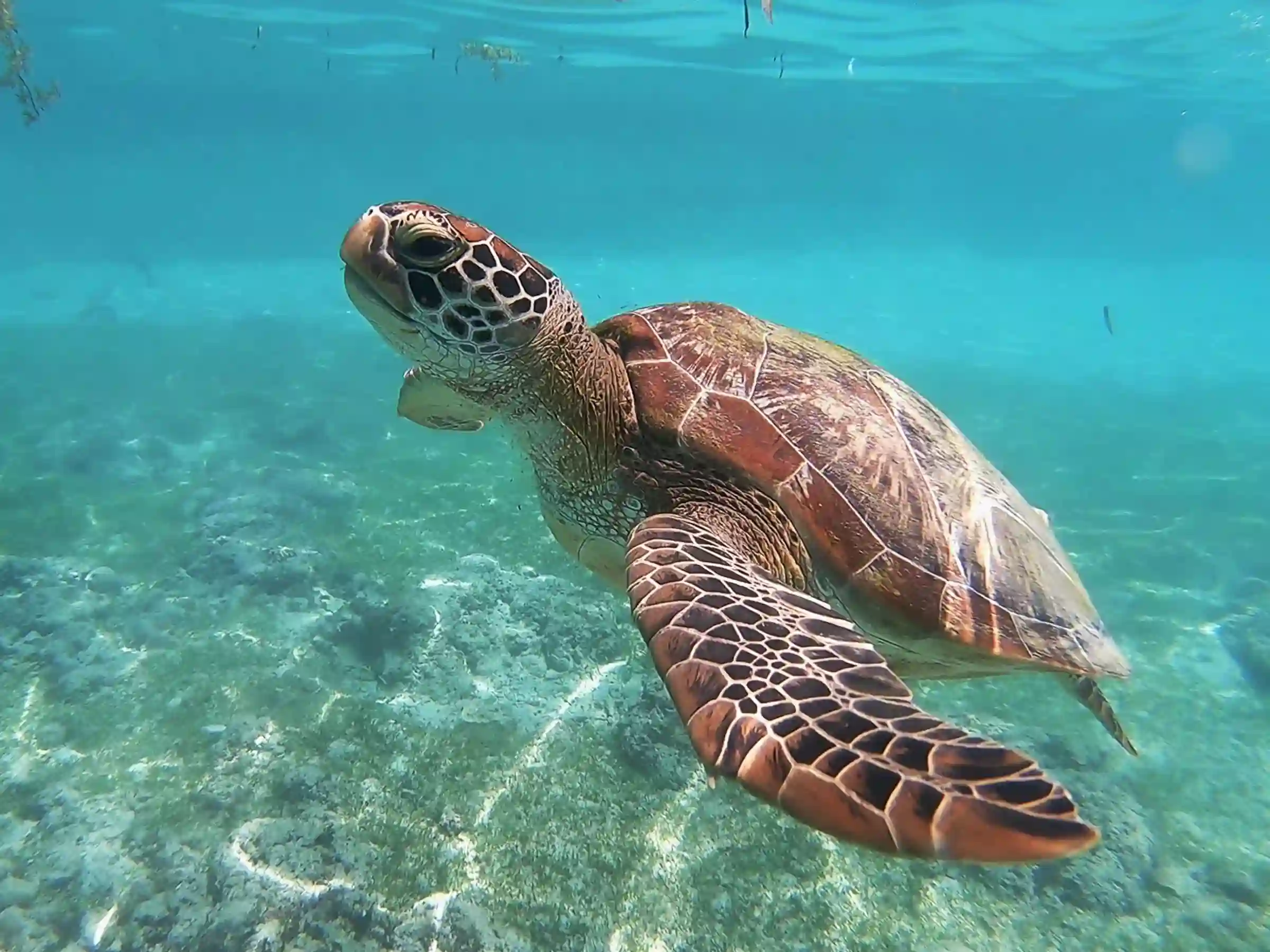 Havskildpadde i Filippinerne