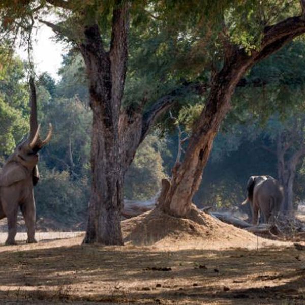 Mana Pools - elephants