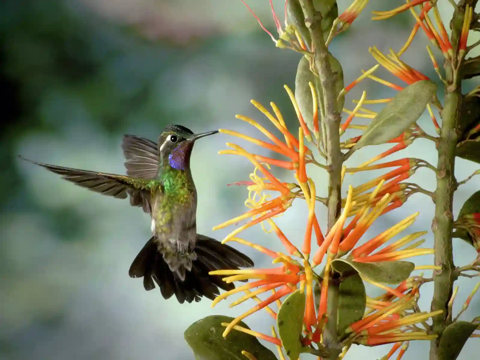 Kolibri, fugletur, Queztal Costa Rica