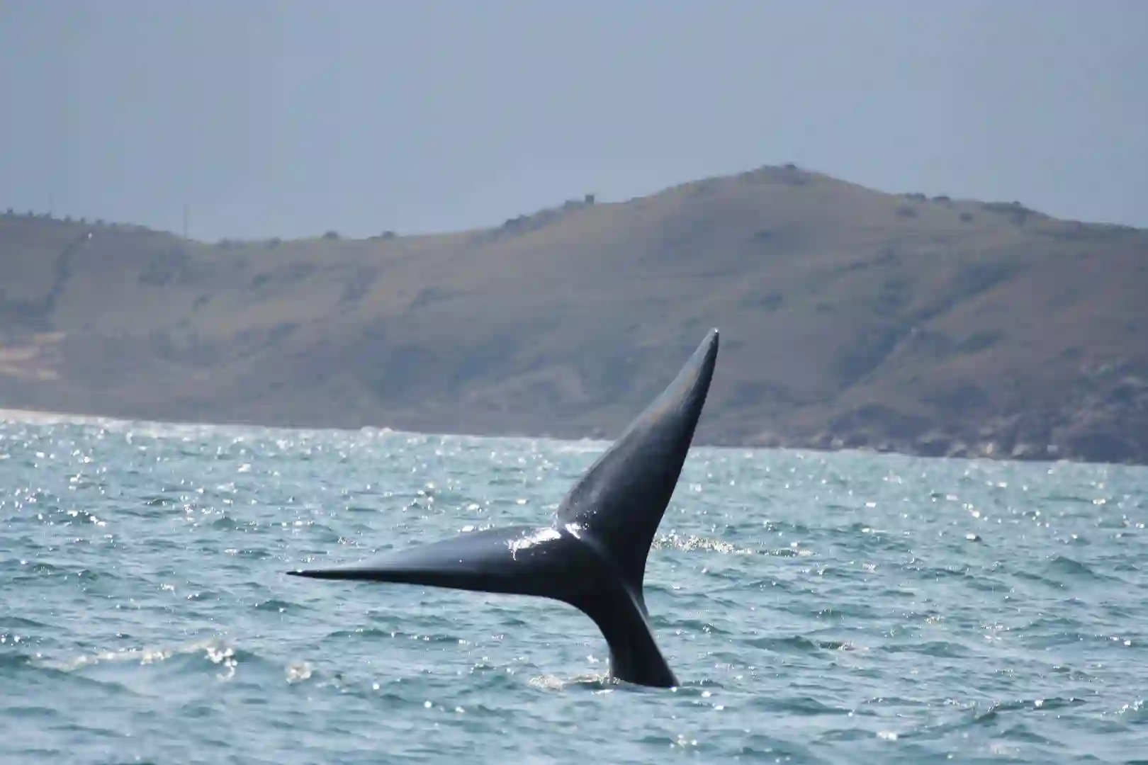 praia rosa hval