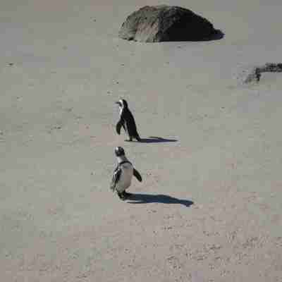 Pingviner på Boulders Beach, Cape Point, Sydafrika