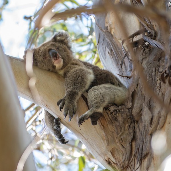 Koala der sover i træet, Australien