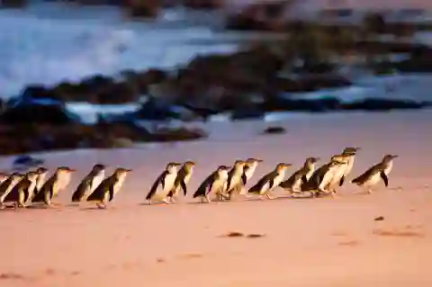 Phillip-Island-Penguins-Penguin-Parade-Beach-Arrival-480x319