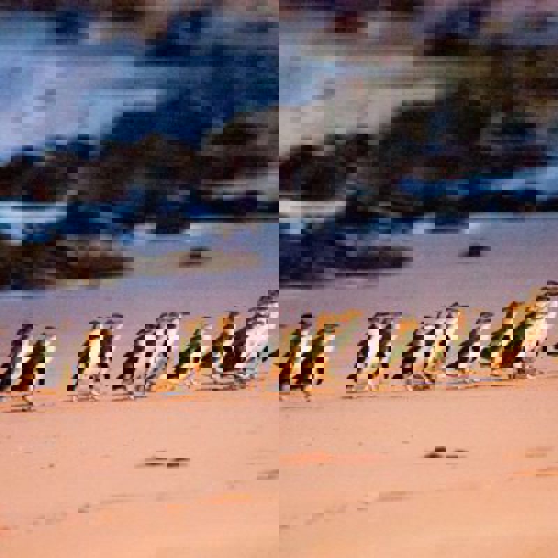 Phillip-Island-Penguins-Penguin-Parade-Beach-Arrival-480x319