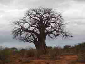 Baobab, Tsavo West, Kenya
