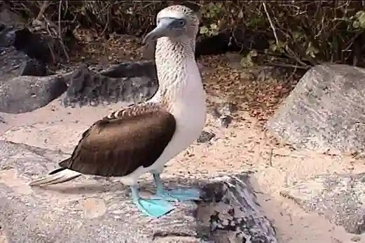 Blue-Footed Boobie