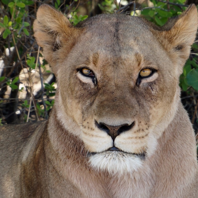Flot løveinde i Moremi, Botswana
