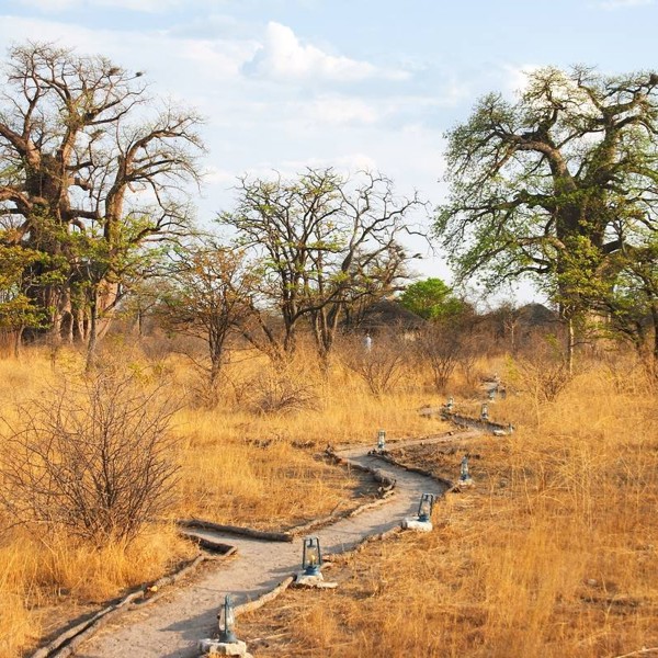 Baobab trøer, Afrika