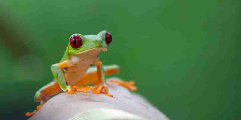 Grøn frø med røde øjne, Costa Rica