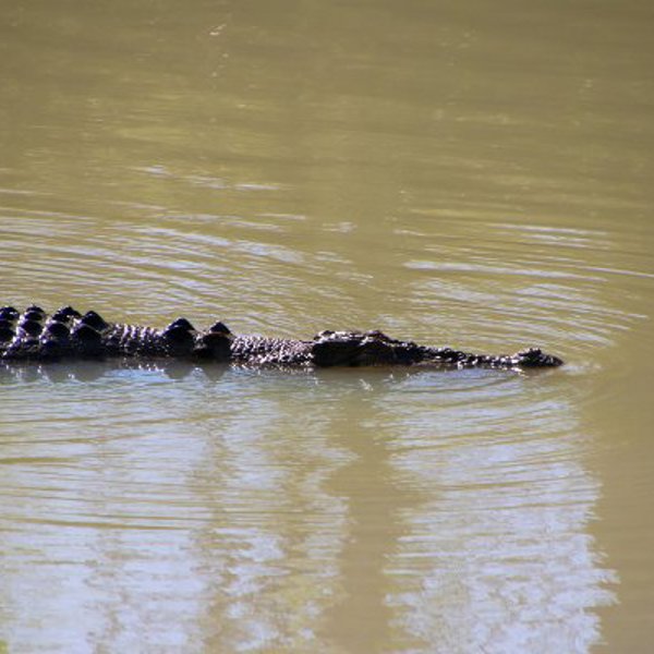 Krokodille i Kakadu Nationalpark