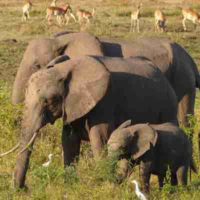 Elefanter med unge