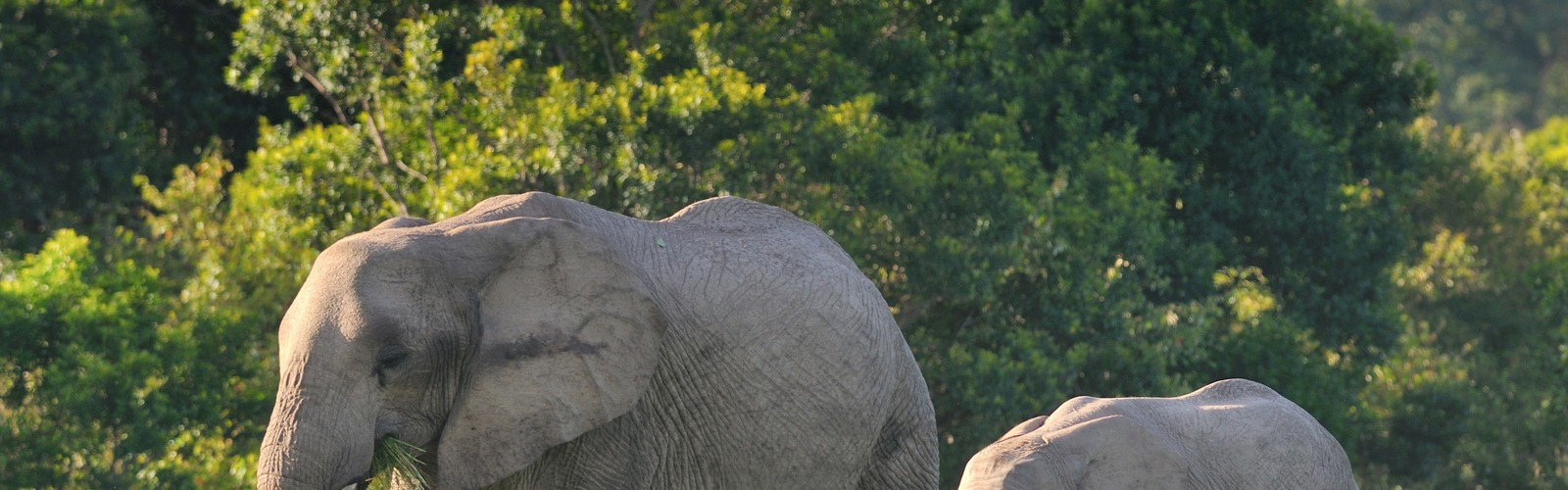En elefantmor og hendes unge, Kenya