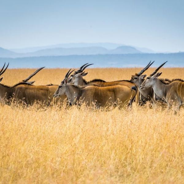 Maasai mara, unsplash