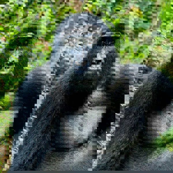 Bjerggorilla i Ugandas regnskov