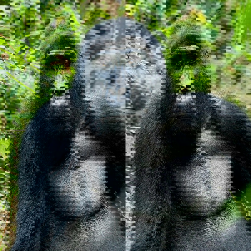 Bjerggorilla i Ugandas regnskov