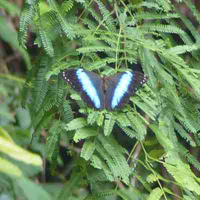blue morpho sommerfugl