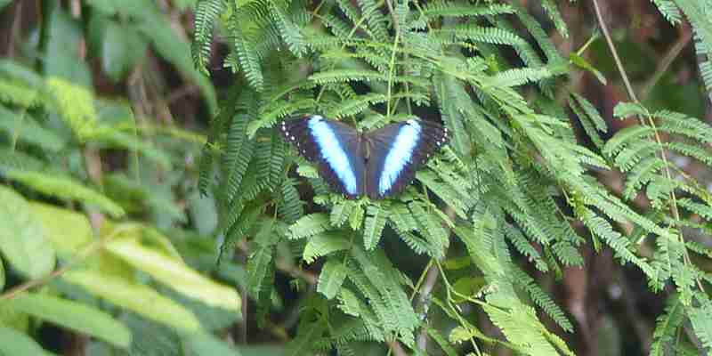 blue morpho sommerfugl