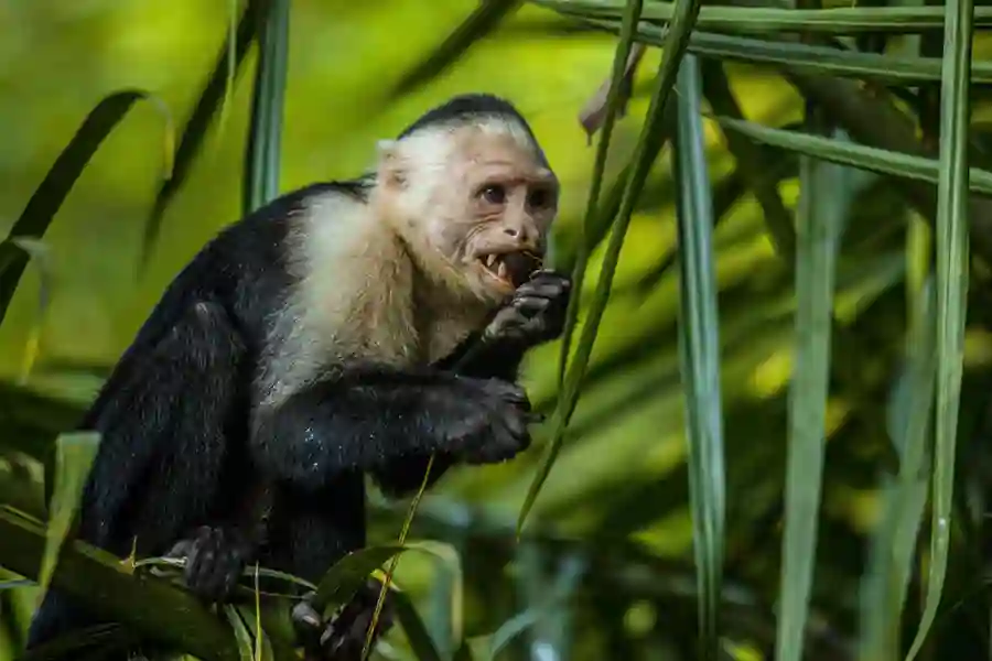 Kappucinerabe i Costa Rica