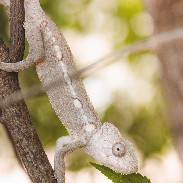 En kamæleon kravler op ad en gren