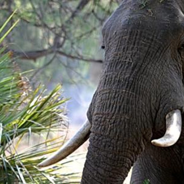 Elephant - Lower Zambezi, Zambia