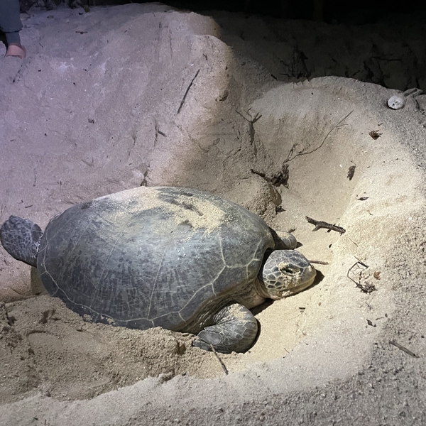 En stor havskildpadde ligger i en fordybning i sandet på Selingan Island om natten, oplyst af en lommelygte