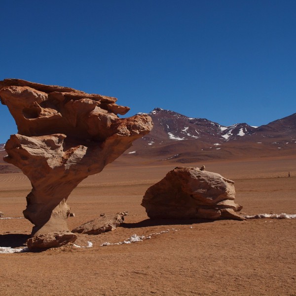 piedra de arbol