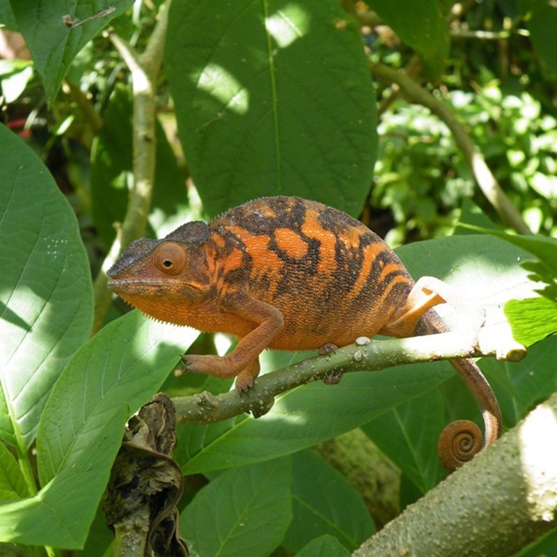 Dyreliv i Afrika: Kamæleon i Andasibe